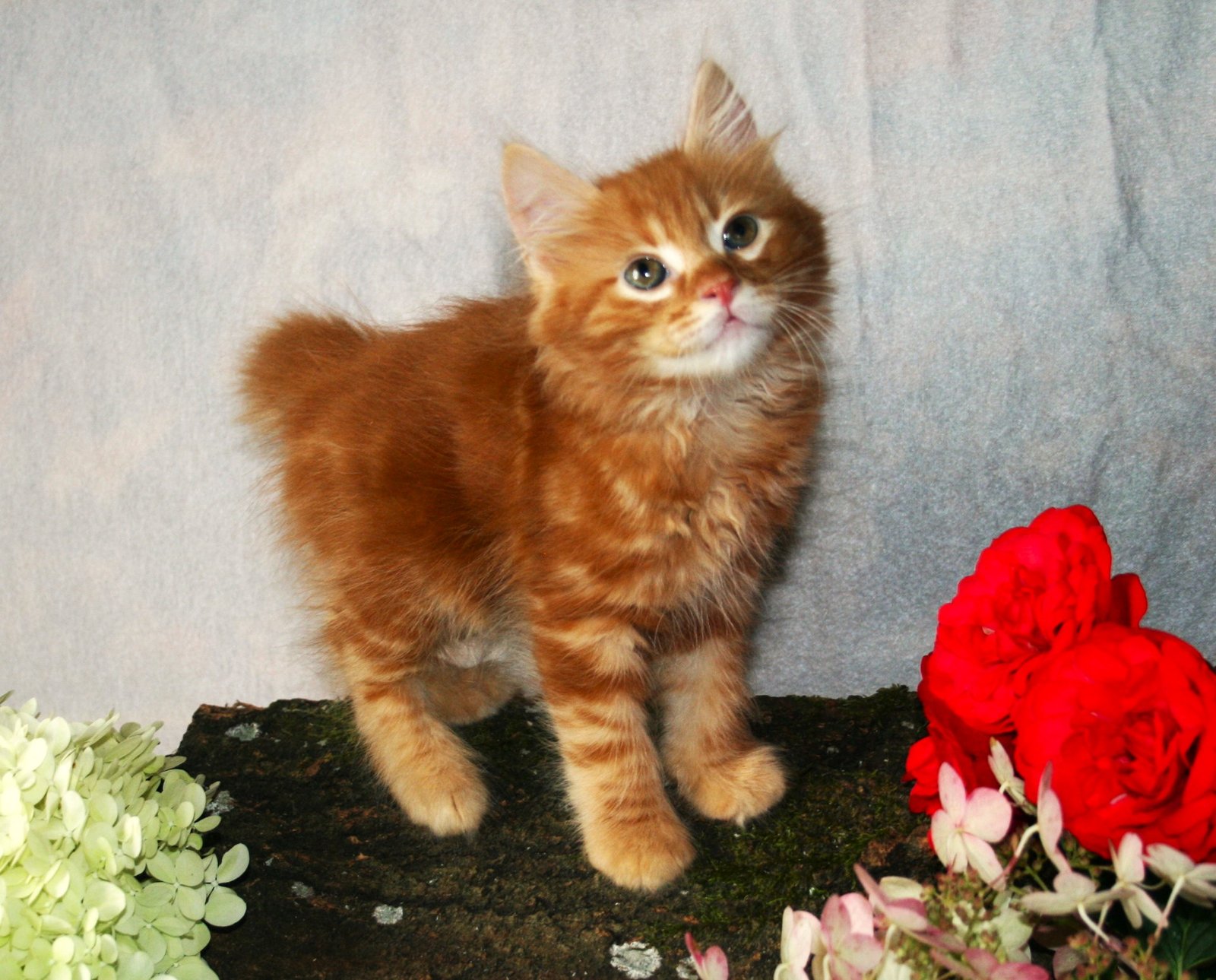 Kurilų bobteilas, kurilų bobteilai