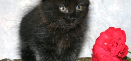 Daugiau informacijos