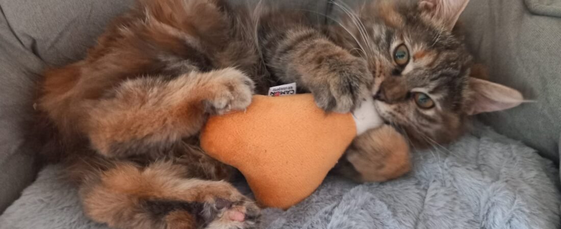 Nuostabios Kurilų bobteilų katės, auginamos su meile ir rūpesčiu