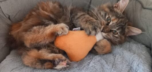 Nuostabios Kurilų bobteilų katės, auginamos su meile ir rūpesčiu